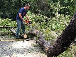 How Our Tree Care Process Works  in  Lake Village, AR